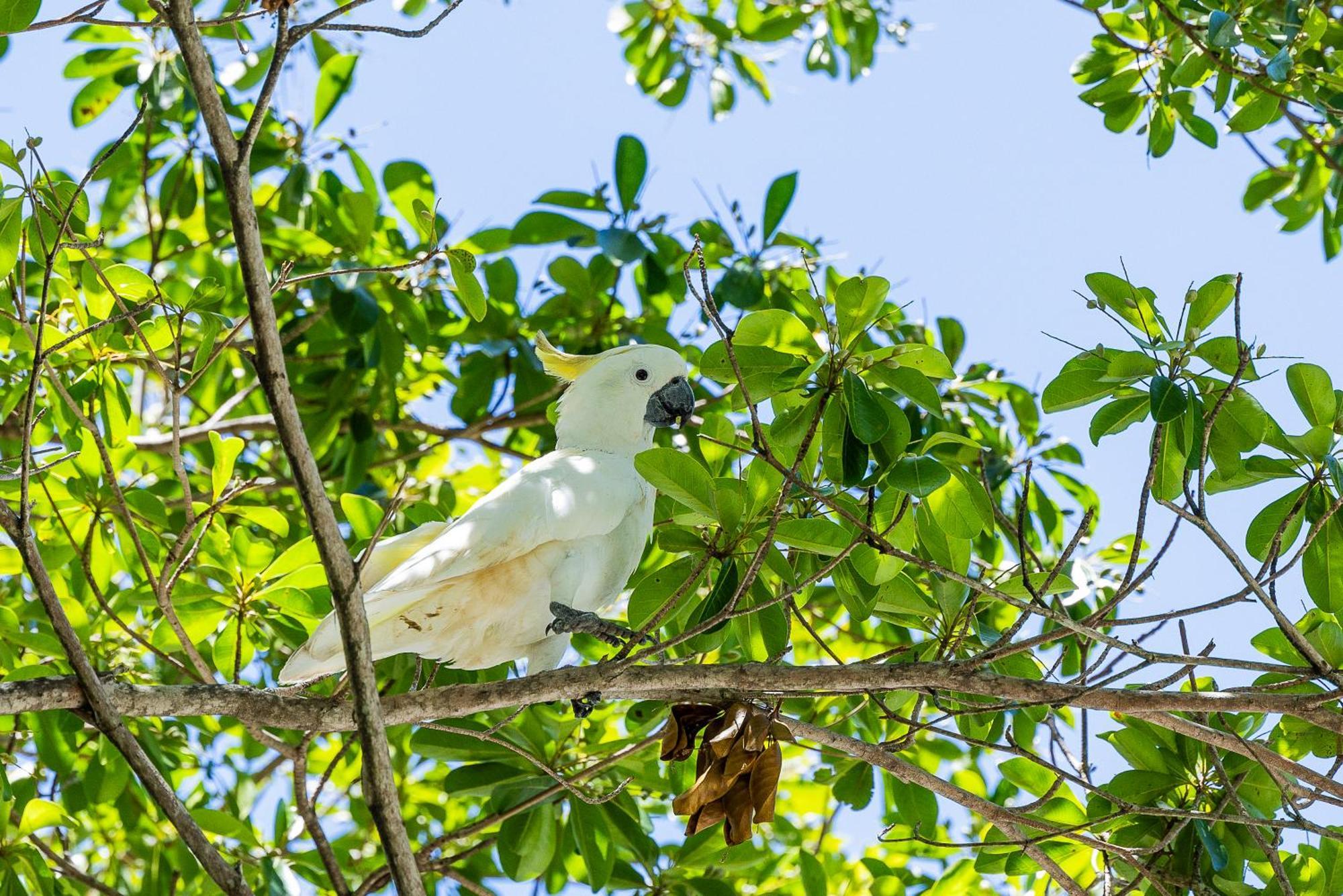 Kipara Tropical Rainforest Retreat Airlie Beach Buitenkant foto